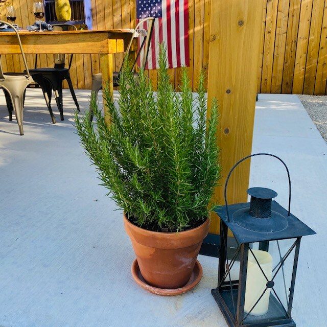 Rosemary in a terracotta pot beside a lantern on the patio
