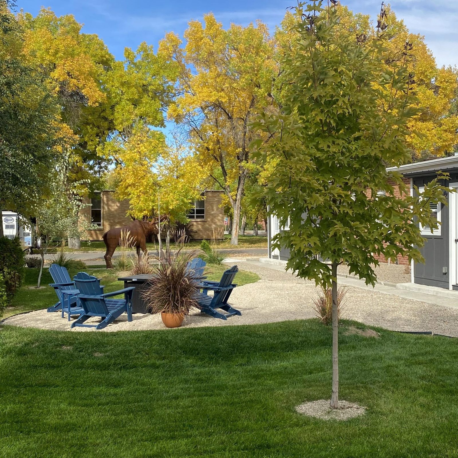 Courtyard in fall with yellow trees, blue Adirondack chairs and lawn